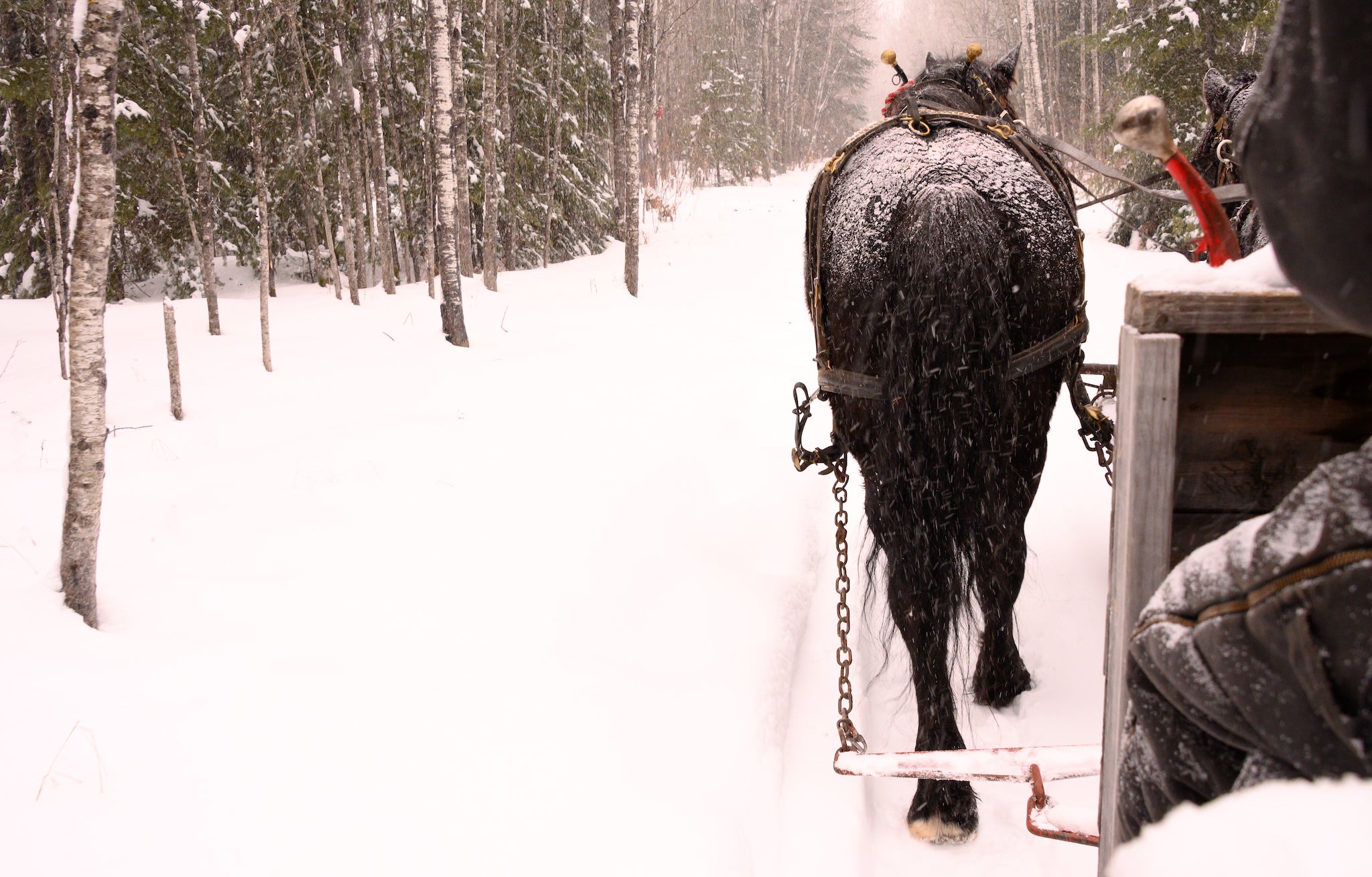 christmas sleigh with horse